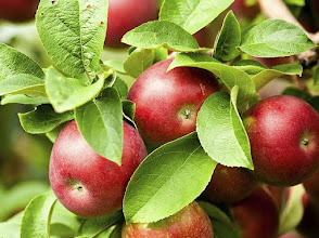 Basic Tips for Growing Healthy Apple Plants
